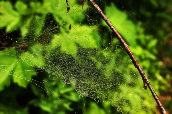 Teia Aranha Com Uma Teia Aranha Floresta — Fotografia de Stock