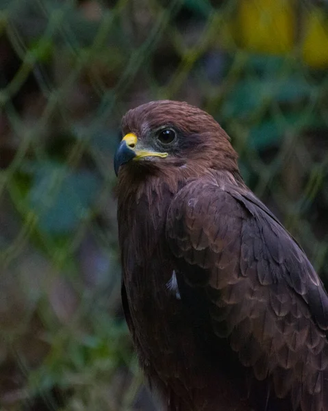 Nahaufnahme Eines Vogels — Stockfoto