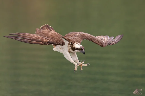 Vacker Utsikt Över Vacker Fågel Naturen — Stockfoto