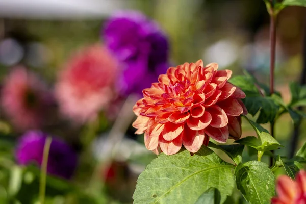 Flores Bonitas Jardim — Fotografia de Stock