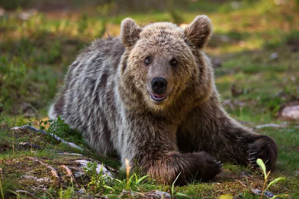 Bruine Beren Wilde Natuur — Stockfoto