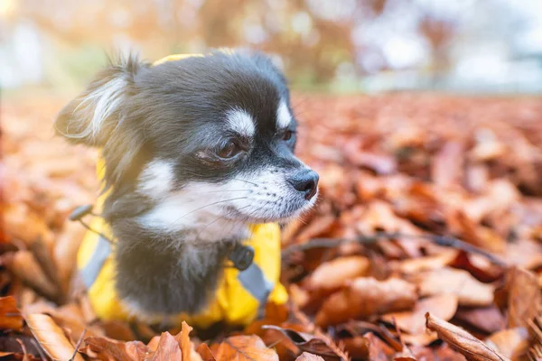 Ładny Pies Jesiennym Parku — Zdjęcie stockowe