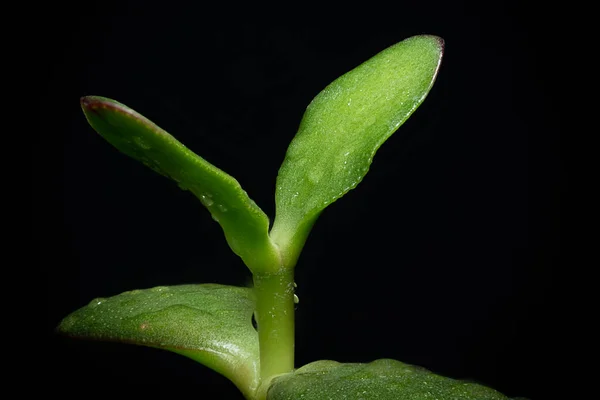 Grön Växt Med Blad Svart Bakgrund — Stockfoto