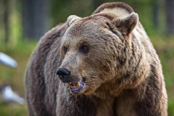 野生のヒグマは — ストック写真