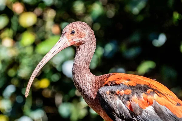 Close Bird — Stock Photo, Image