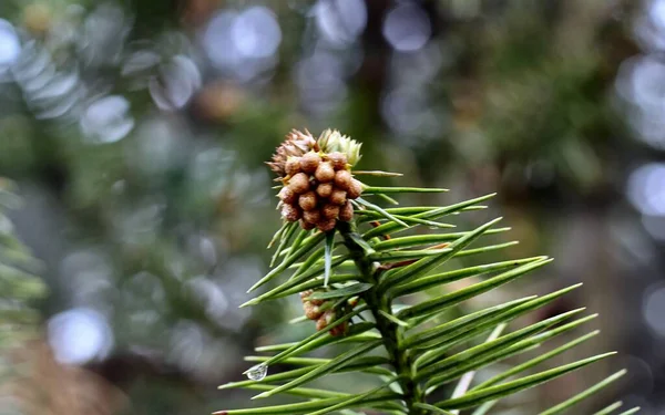 Cono Pino Árbol — Foto de Stock