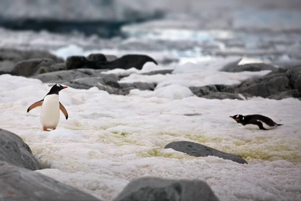 Gentoo Pengueni Denizde — Stok fotoğraf