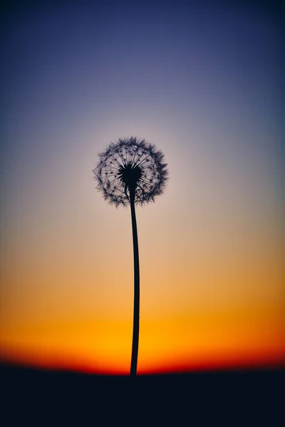 Günbatımının Arka Planında Karahindiba Çiçeği — Stok fotoğraf