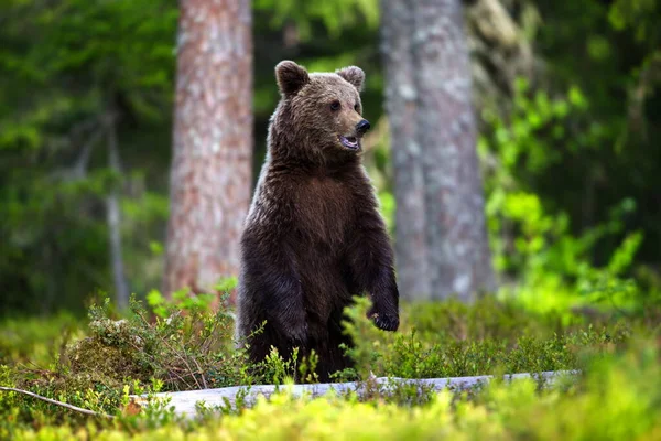 Бурый Медведь Дикой Природе — стоковое фото