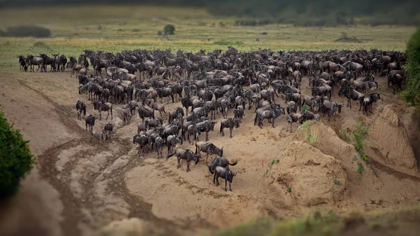 Eine Herde Gnus Der Savanne Von Kenia — Stockfoto