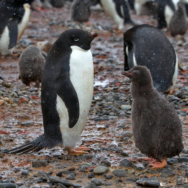 雪地里的妖怪企鹅 — 图库照片