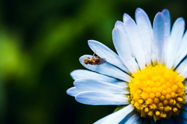 Abelha Uma Flor — Fotografia de Stock