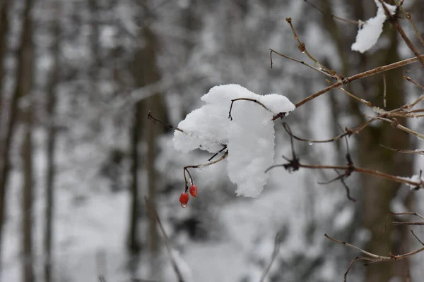 Red Berries Branch Snow — Stock Photo, Image
