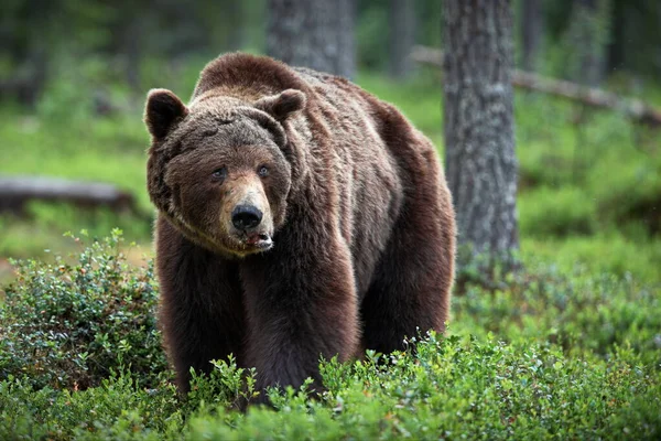 Oso Pardo Bosque — Foto de Stock