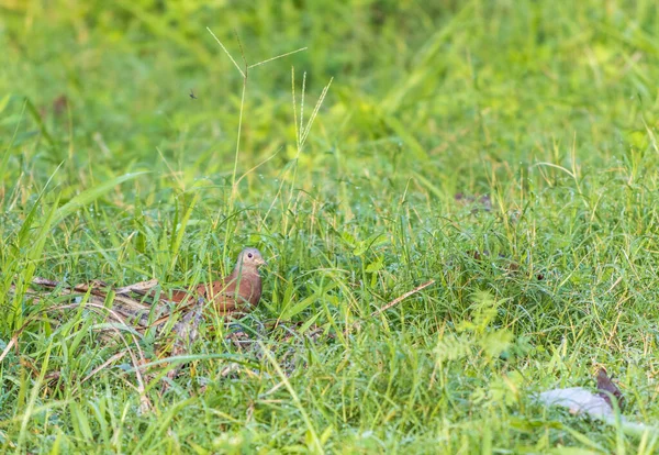 Close Seup Shot Cute Bird — стоковое фото