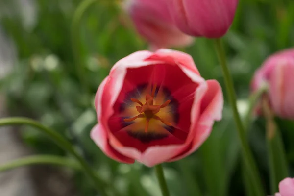 Красные Цветы Тюльпана Саду Лиссе Нидерланды Европа Яркий Летний День — стоковое фото