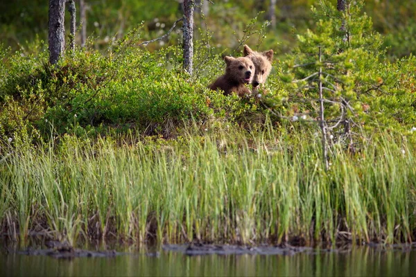 Grizzlybjörn Skogen — Stockfoto