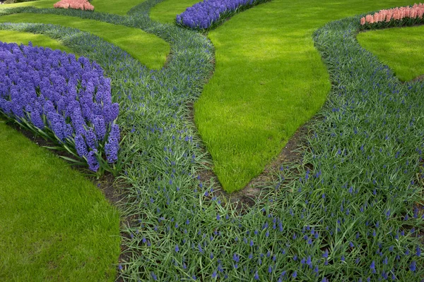 Rad Färgade Tulpaner Och Hyacint Trädgård Lisse Nederländerna Europa Ljus — Stockfoto