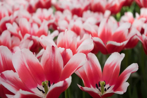 Fleurs Tulipes Couleur Rouge Blanche Dans Jardin Lisse Pays Bas — Photo