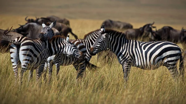 Zebra Het Wild — Stockfoto