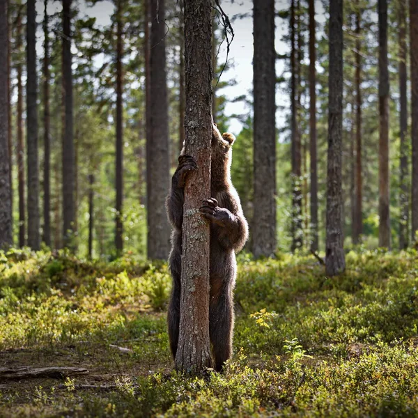 Ruskeat Karhut Luonnossa — kuvapankkivalokuva