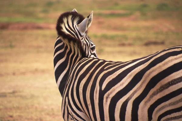 Zebra Nella Savana — Foto Stock