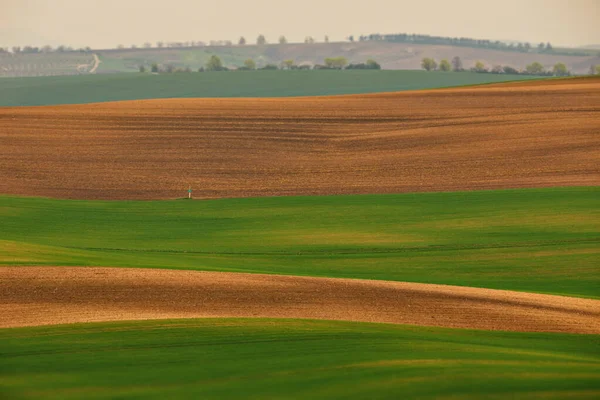 Grüne Weizenfelder Auf Dem Land — Stockfoto