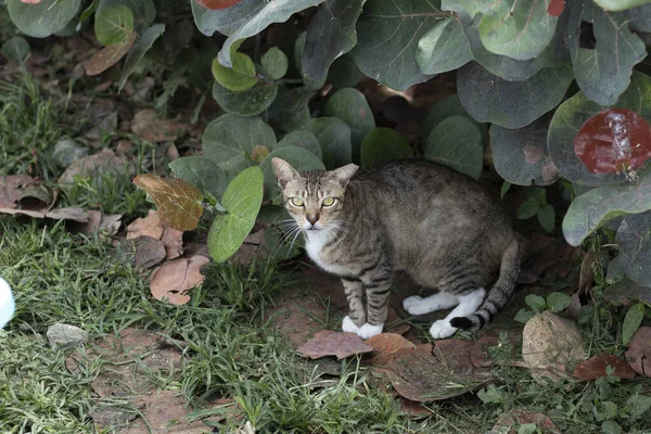 庭の猫 — ストック写真