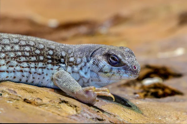 Gros Plan Lézard Sur Rocher — Photo