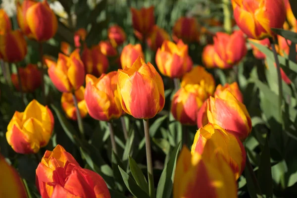 Flores Tulipa Cor Vermelha Amarela Jardim Lisse Holanda Europa Dia — Fotografia de Stock