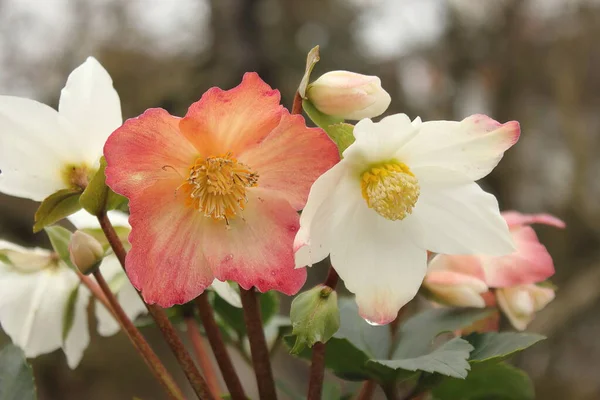 Hermosas Flores Jardín — Foto de Stock