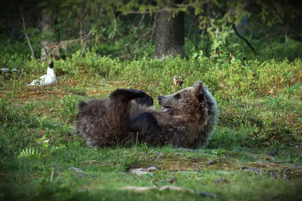 Niedźwiedzie Brunatne Naturze — Zdjęcie stockowe