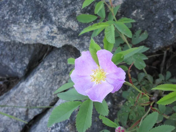 Hermosas Flores Jardín — Foto de Stock