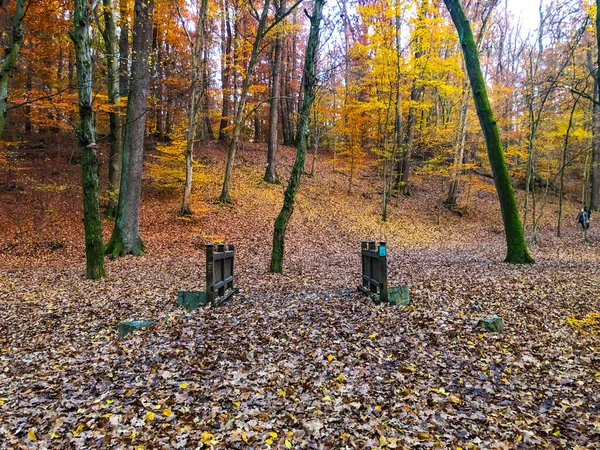 Podzimní Les Žluté Listy Podzimní Období — Stock fotografie