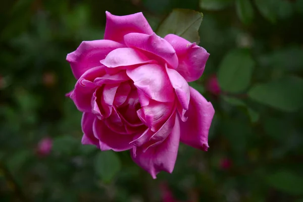 Schöne Rosa Rose Garten — Stockfoto