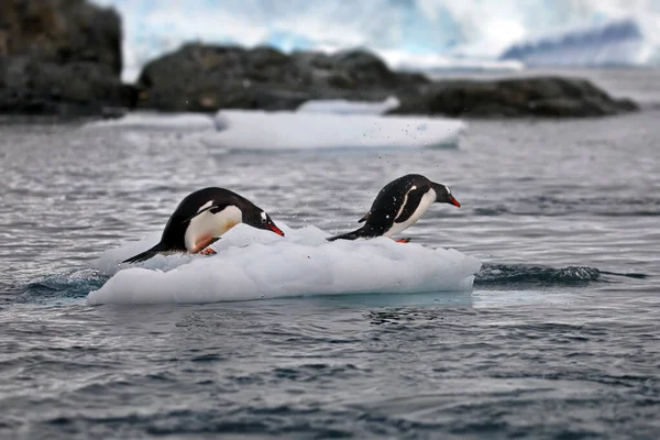 Pinguino Gentoo Nel Mare — Foto Stock