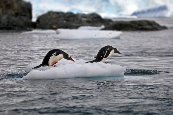 Gentoo Penguin Sea — Stock Photo, Image