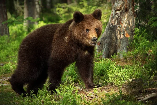 Ursos Castanhos Natureza Selvagem — Fotografia de Stock
