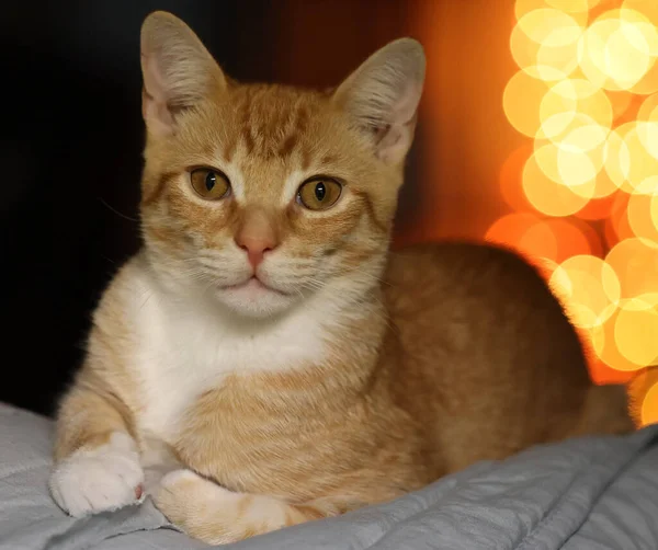 Katze Mit Weihnachtsdekoration Auf Rotem Hintergrund — Stockfoto