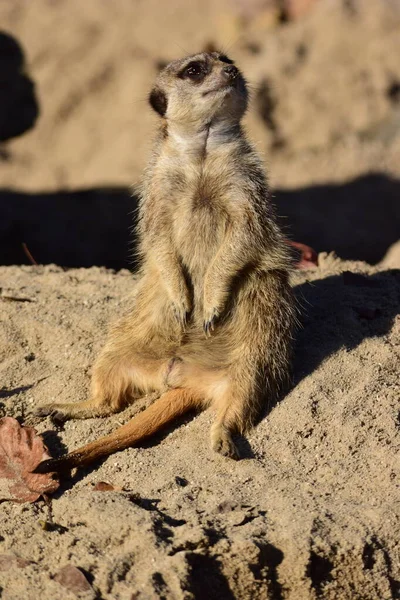 Meerkat Suricata Suricatta Εξεζητημένο Ζώο Άγρια Ζωή Θηλαστικό — Φωτογραφία Αρχείου