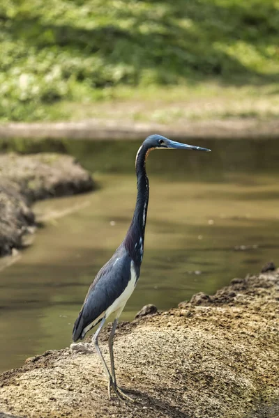 Primer Plano Una Garza Negra Lago — Foto de Stock