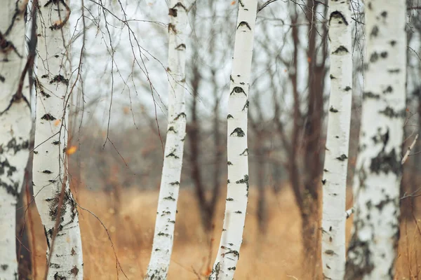 Birch Grove Ban Őszi Táj Sárga — Stock Fotó