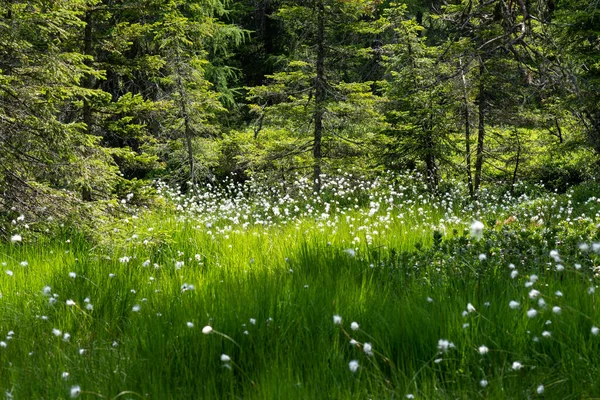 森の中に小さな川がある美しい夏の風景 — ストック写真