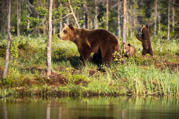 Brunbjörnar Den Vilda Naturen — Stockfoto