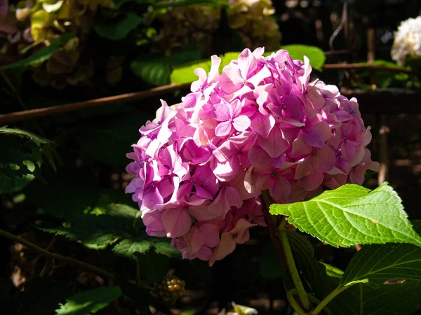 Piękne Botaniczne Ujęcie Naturalna Tapeta — Zdjęcie stockowe