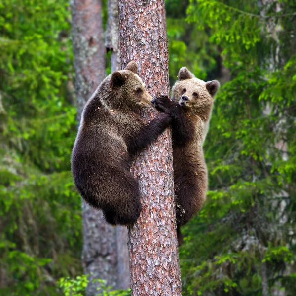 Medvědi Hnědí Divočině — Stock fotografie