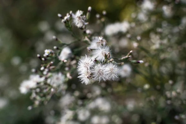 Schöne Botanische Aufnahme Natürliche Tapete — Stockfoto