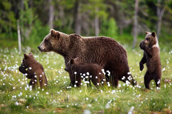 Коричневі Ведмеді Дикій Природі — стокове фото