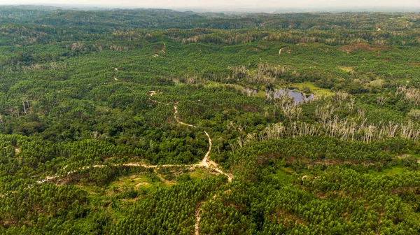 Luftaufnahme Des Waldes Den Bergen — Stockfoto