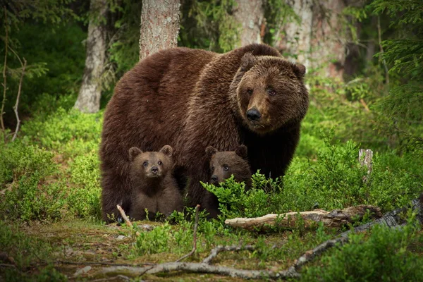 Brunbjörnar Den Vilda Naturen — Stockfoto